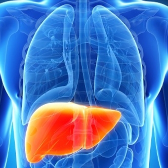 護肝關鍵　從提高肝臟抗氧化能力開始