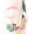 美國食物與藥品監督局允許成人植入複合式電子耳
